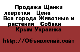 Продажа Щенки левретки › Цена ­ 40 000 - Все города Животные и растения » Собаки   . Крым,Украинка